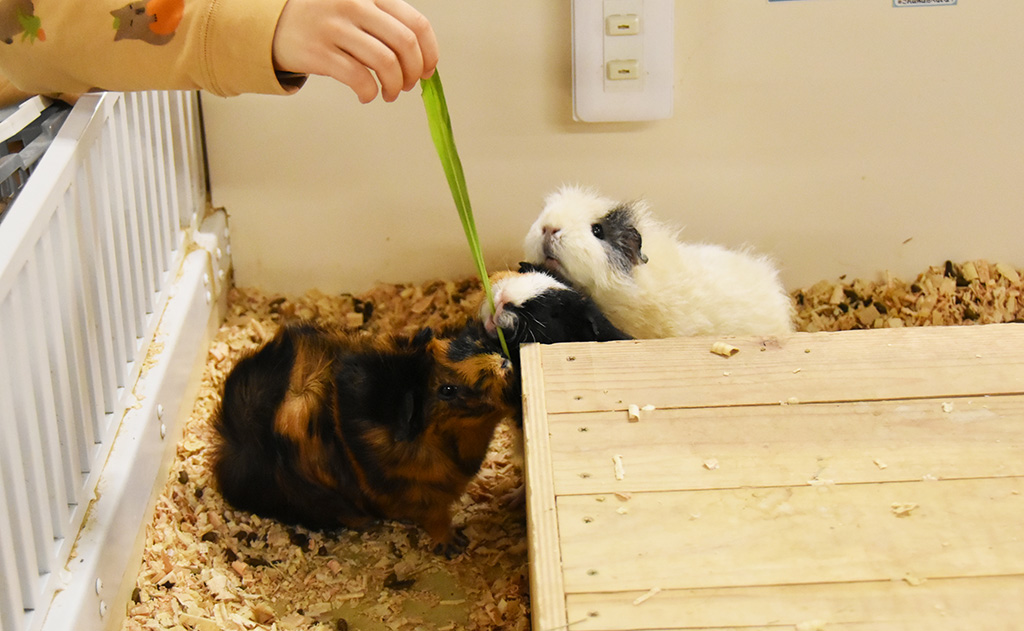 「アニタッチ」にいるモルモット達/東京ドームシティ(東京都/文京区)