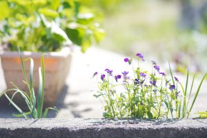 おうちの周りを散歩して手作り植物図鑑を完成させよう【小学生の自由研究アイデア】