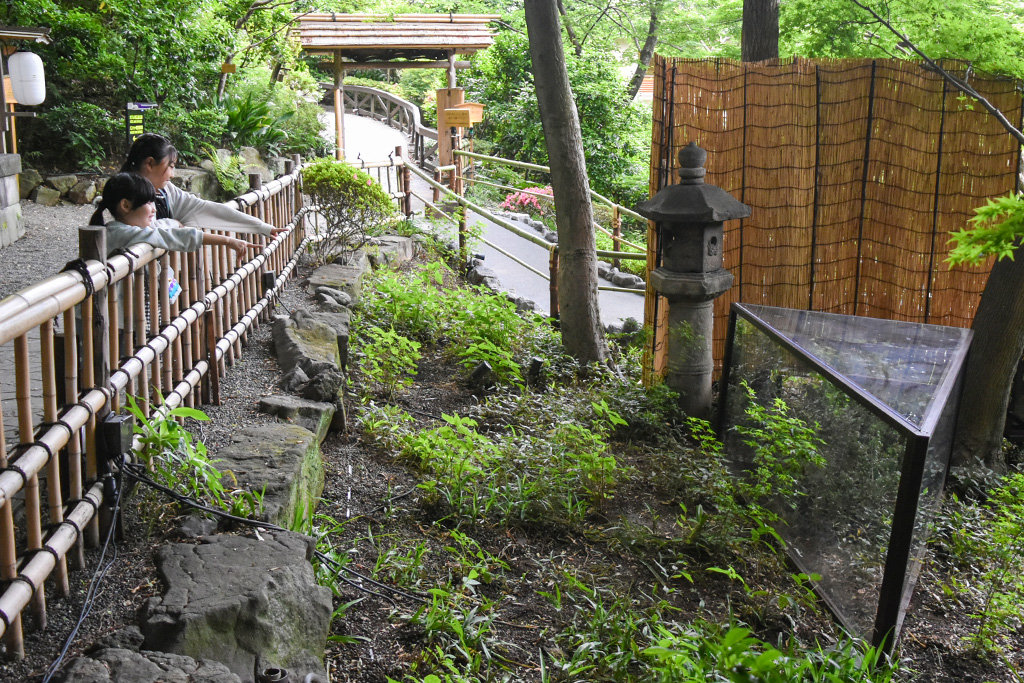 ほたるがいるビオトープの近くを散策／ホテル椿山荘東京