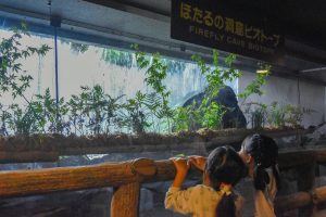 ホテル椿山荘東京「ほたるの夕べ」子どもの楽しみ方は？見頃時期・蛍の数・雨の日は？（2025年）