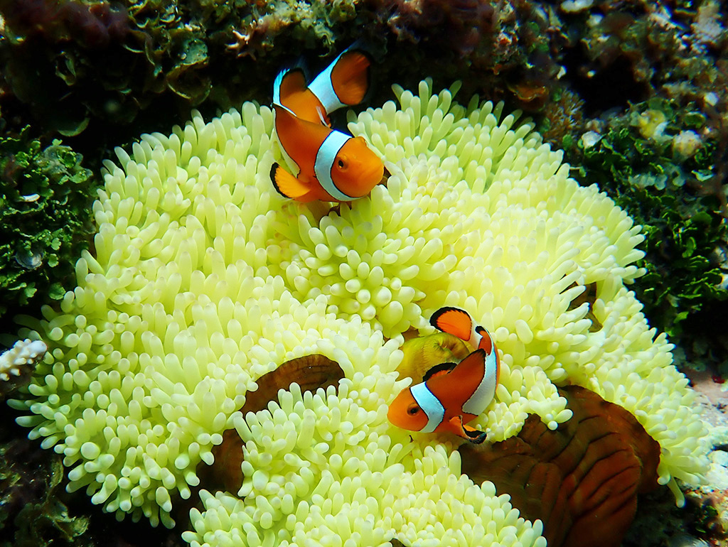 カクレクマノミ