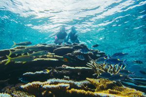 「西表島ホテル by 星野リゾート」のシュノーケリングプログラムは自由研究にもおすすめ！友だち100匹できるかな