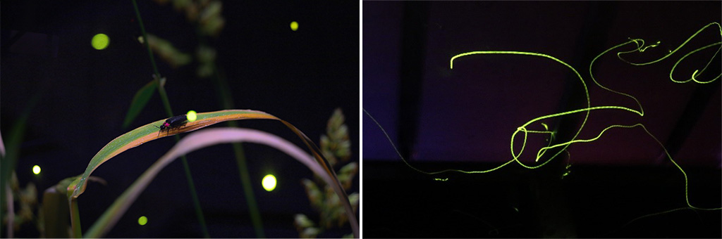 ホタルナイト水族館/仙台うみの杜水族館（宮城県/仙台市）