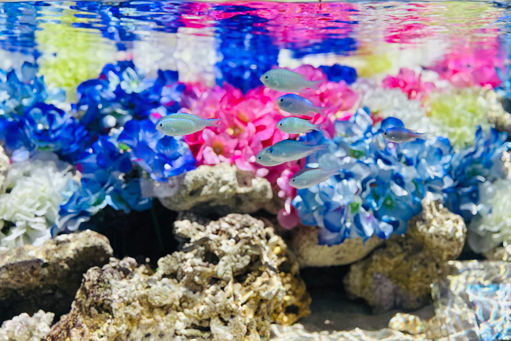 NAKED FLOWER AQUARIUMーBlue Blossomー（東京都/港区）