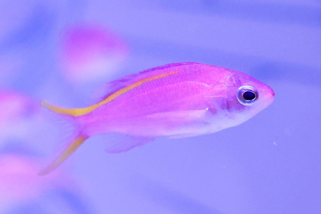 NAKED FLOWER AQUARIUMーBlue Blossomー（東京都/港区）