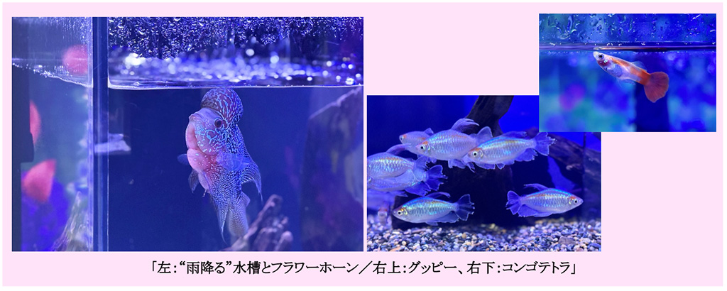 NAKED FLOWER AQUARIUMーBlue Blossomー（東京都/港区）