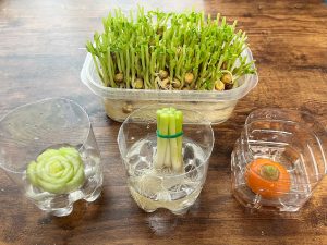 野菜の切れ端でリボベジに挑戦【小学生の自由研究アイデア】