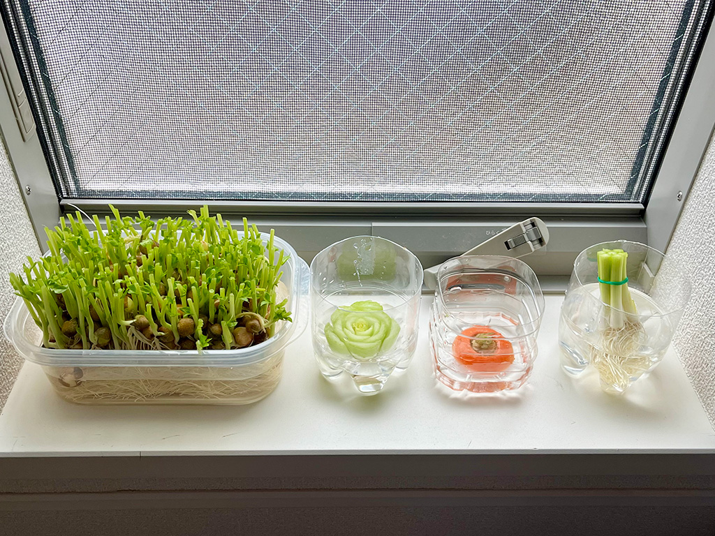 手順2/リボーンベジタブル(通称:リボベジ)│自由研究