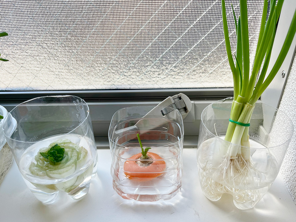 手順3/リボーンベジタブル(通称:リボベジ)│自由研究