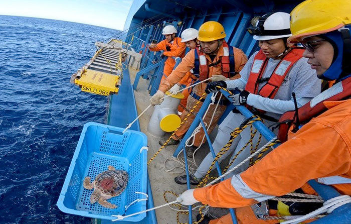 アカウミガメ回遊経路調査