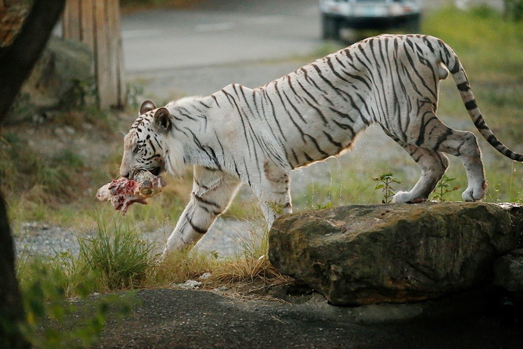 ホワイトタイガー/野生の王国 群馬サファリパーク(群馬県/富岡市)