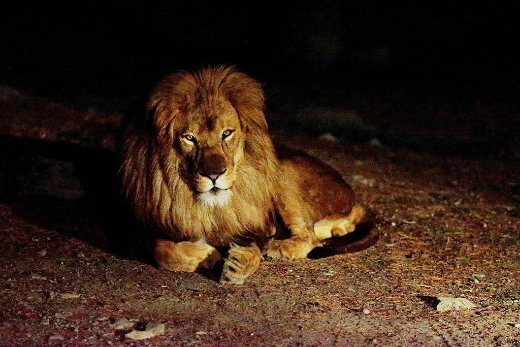 「ナイトサファリバスツアー」のライオン/野生の王国 群馬サファリパーク(群馬県/富岡市)