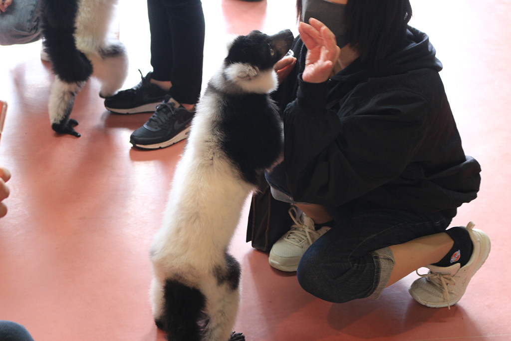 「ふれあい広場」のキツネザル/那須ワールドモンキーパーク（栃木県／那須町）