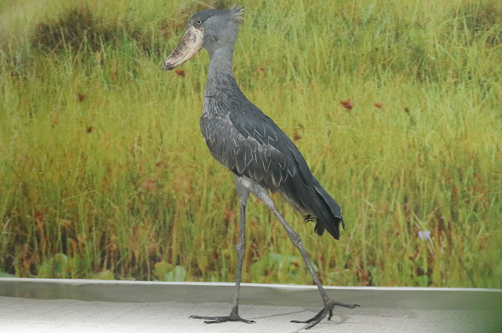 雌のクラル│新たなハシビロコウ一般公開/神戸どうぶつ王国（兵庫県神戸市）