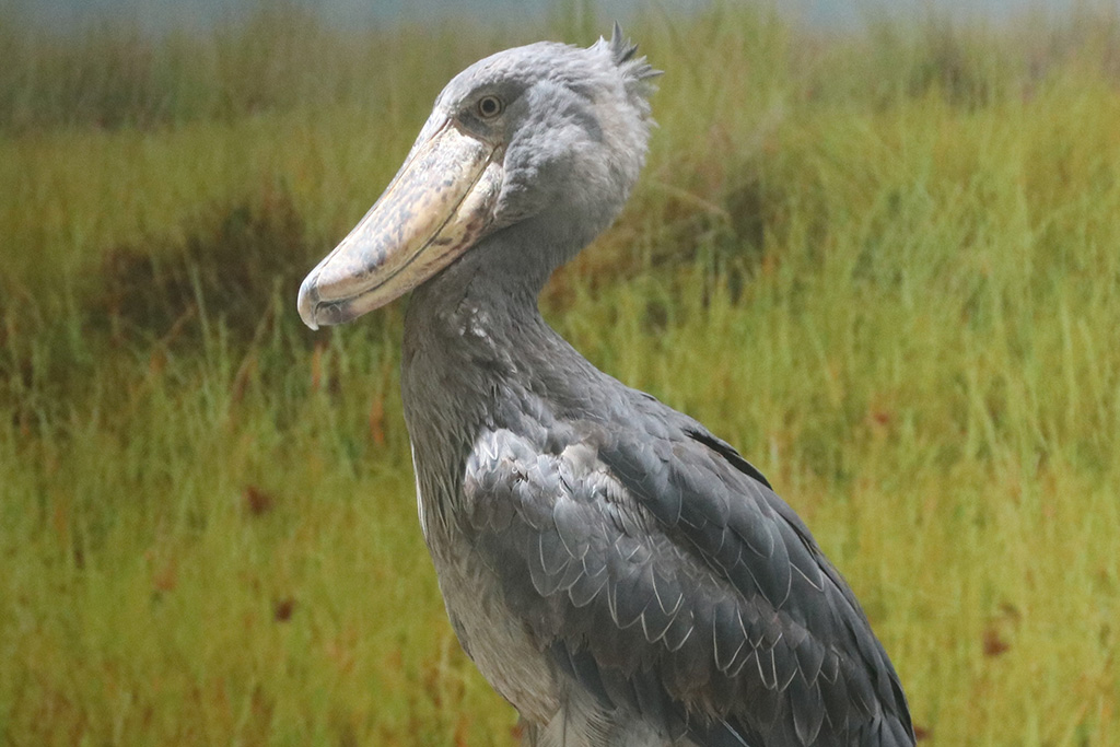 雄のサカラ│新たなハシビロコウ一般公開/神戸どうぶつ王国（兵庫県神戸市）