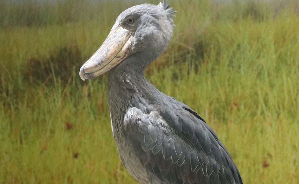 神戸どうぶつ王国に新たなハシビロコウ2羽が登場。名前は？一般公開は