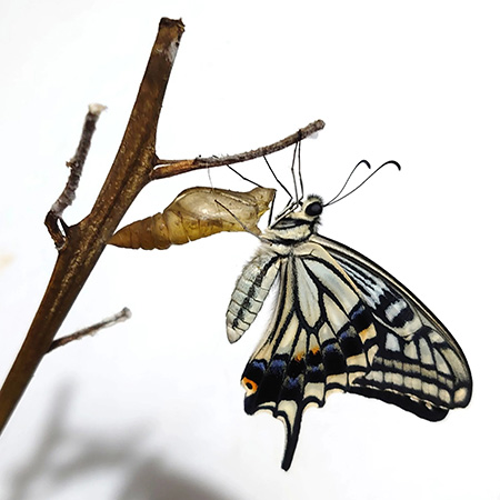 手順4:蛹が羽化するところを観察しよう│【自由研究】アゲハチョウの成長を観察