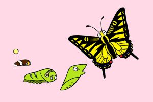 アゲハチョウがイモムシからチョウに成長する様子を観察【小学生の自由研究アイデア】