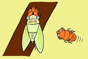 間近で見ると感動！夜にセミの羽化を観察しよう【小学生の自由研究アイデア】