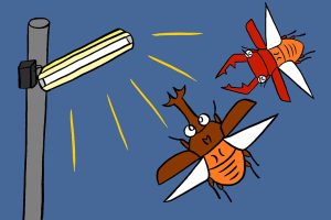 光に集まる虫を観察しよう【小学生の自由研究アイデア】