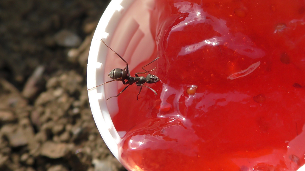 【自由研究】アリの好きな食べ物ってなんだろう