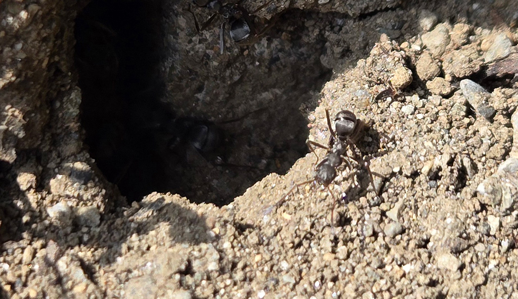 【自由研究】アリの巣を観察しよう