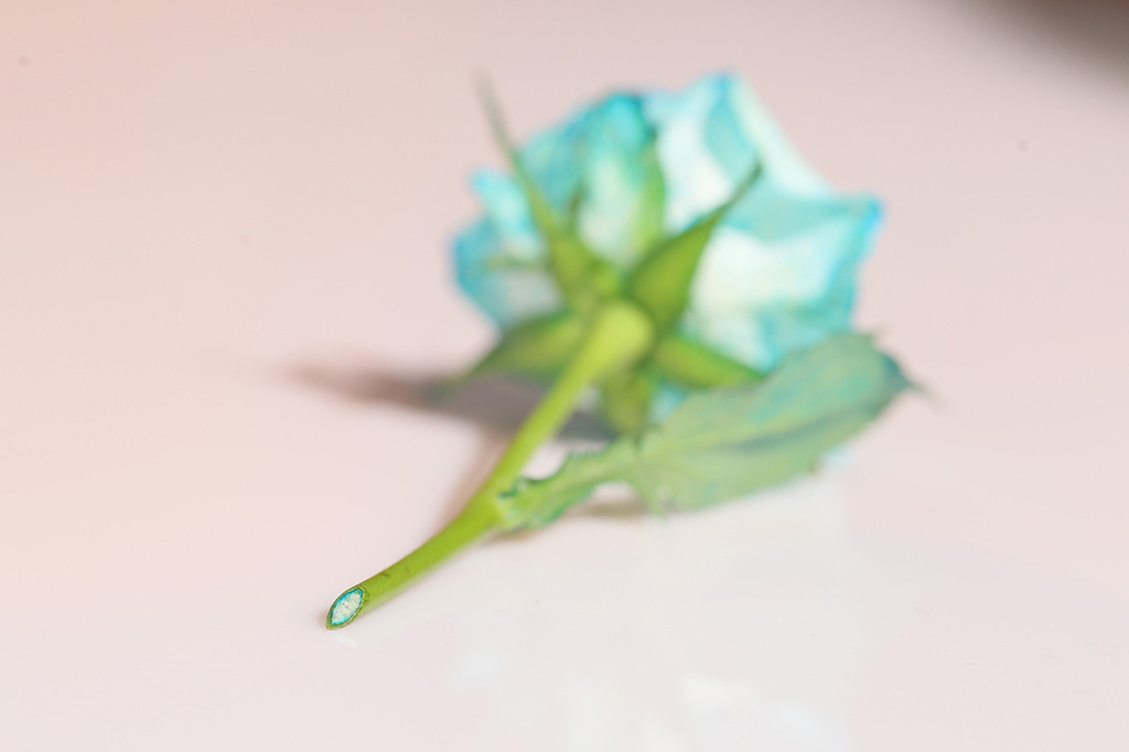 【自由研究】白い花を色水で染めてオリジナルフラワー作り