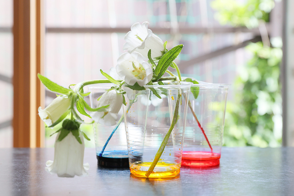 茎を割いて、それぞれ違う色の色水につけてみよう【自由研究】白い花を色水で染めてオリジナルフラワー作り