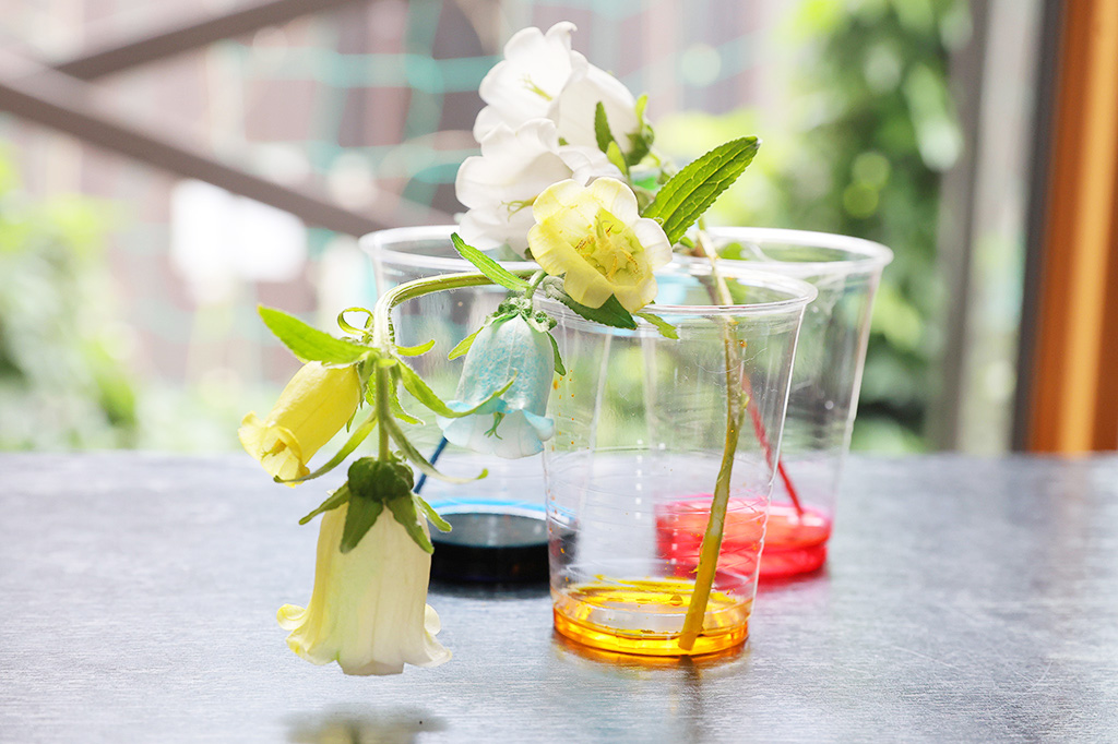 茎を割いて、それぞれ違う色の色水につけてみよう【自由研究】白い花を色水で染めてオリジナルフラワー作り