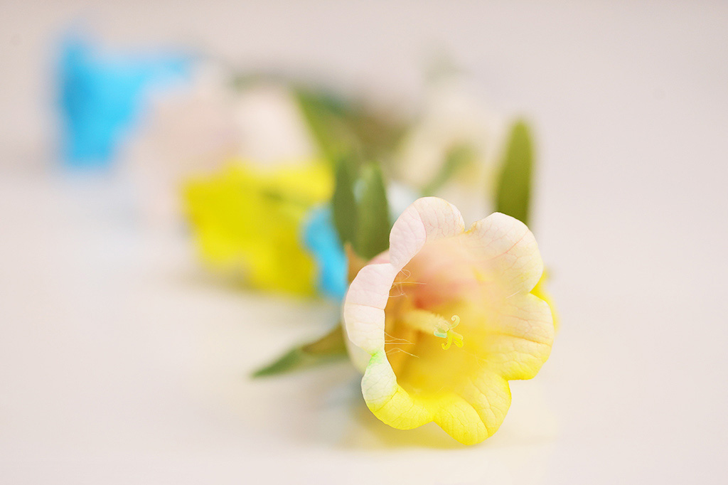 【アレンジ】レインボーフラワーを作ろう│【自由研究】白い花を色水で染めてオリジナルフラワー作り