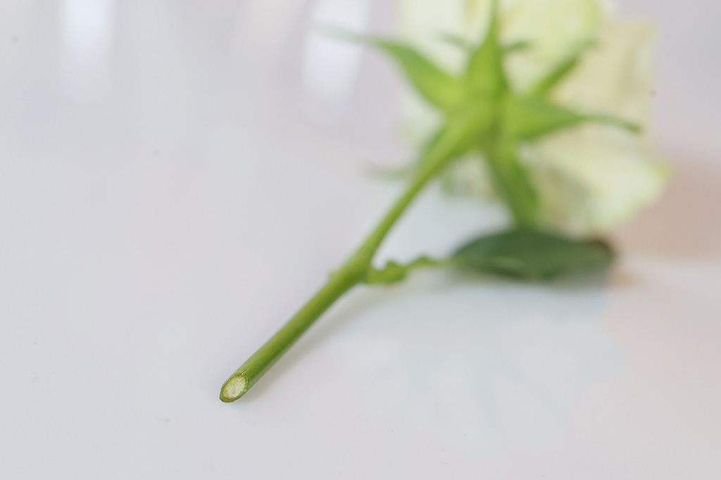 手順3：花の茎を適当な長さに切ろう②│【自由研究】白い花を色水で染めてオリジナルフラワー作り