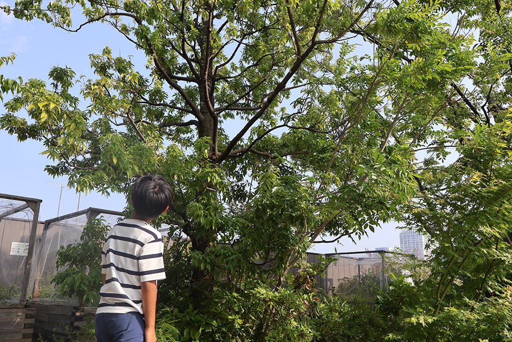 探検の様子/東京グリーンビズ・クエスト 夏休み みどりの探検隊