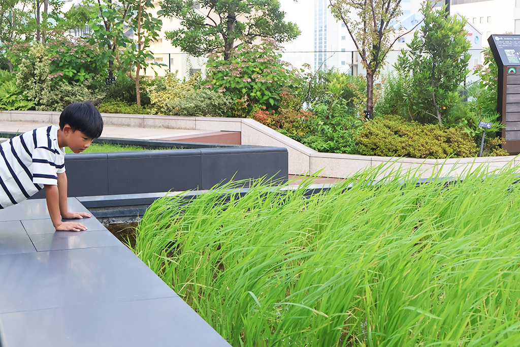 /東京グリーンビズ・クエスト 夏休み みどりの探検隊