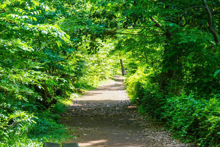 玉川上水緑道/東京グリーンビズ・クエスト 夏休み みどりの探検隊