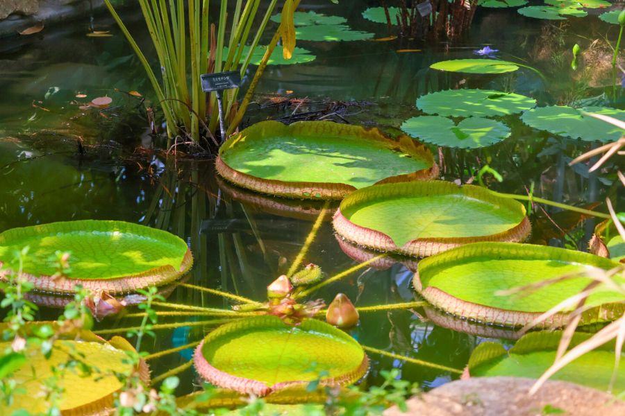 神代植物公園/東京グリーンビズ・クエスト 夏休み みどりの探検隊