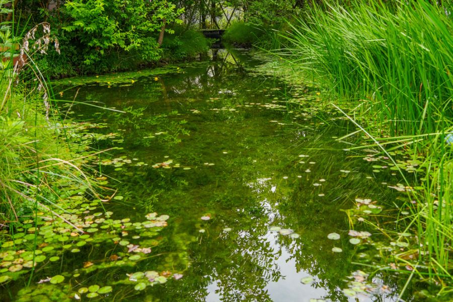 二子玉川ライズの屋上庭園/東京グリーンビズ・クエスト 夏休み みどりの探検隊