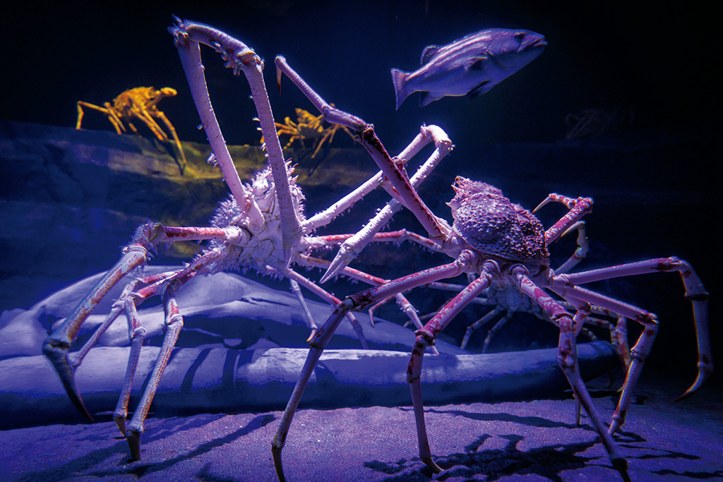 タカアシガニ/竹島水族館（愛知県/蒲郡市）