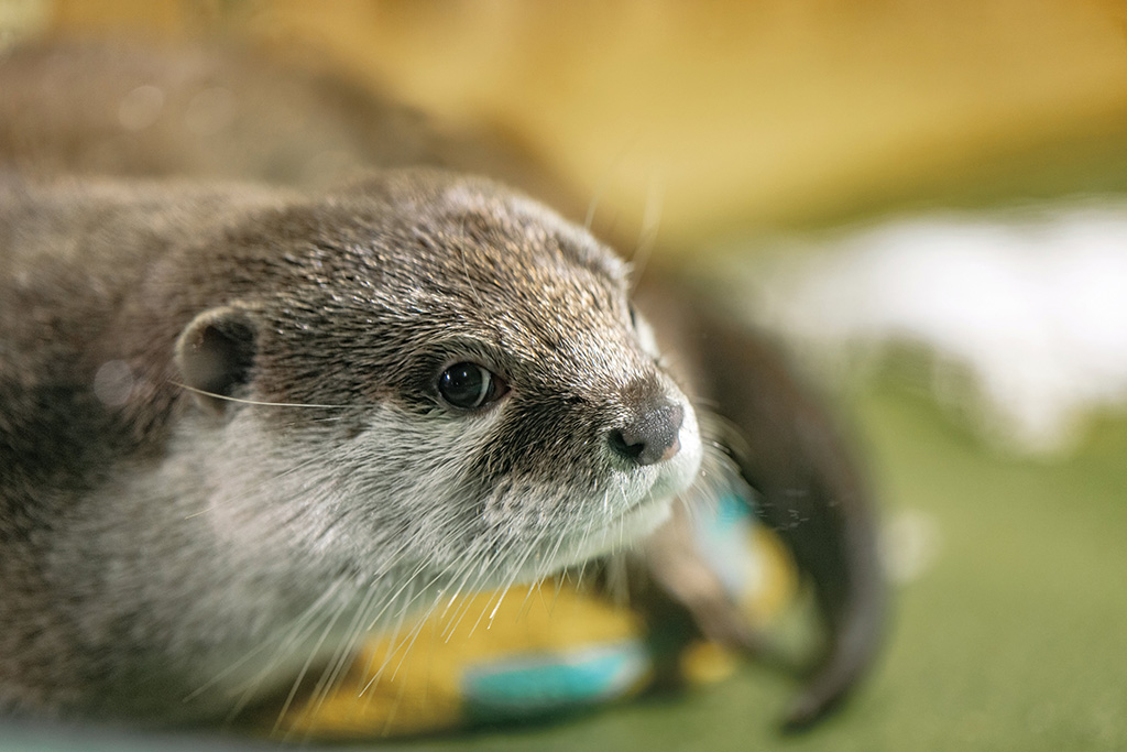 コツメカワウソ/竹島水族館（愛知県/蒲郡市）
