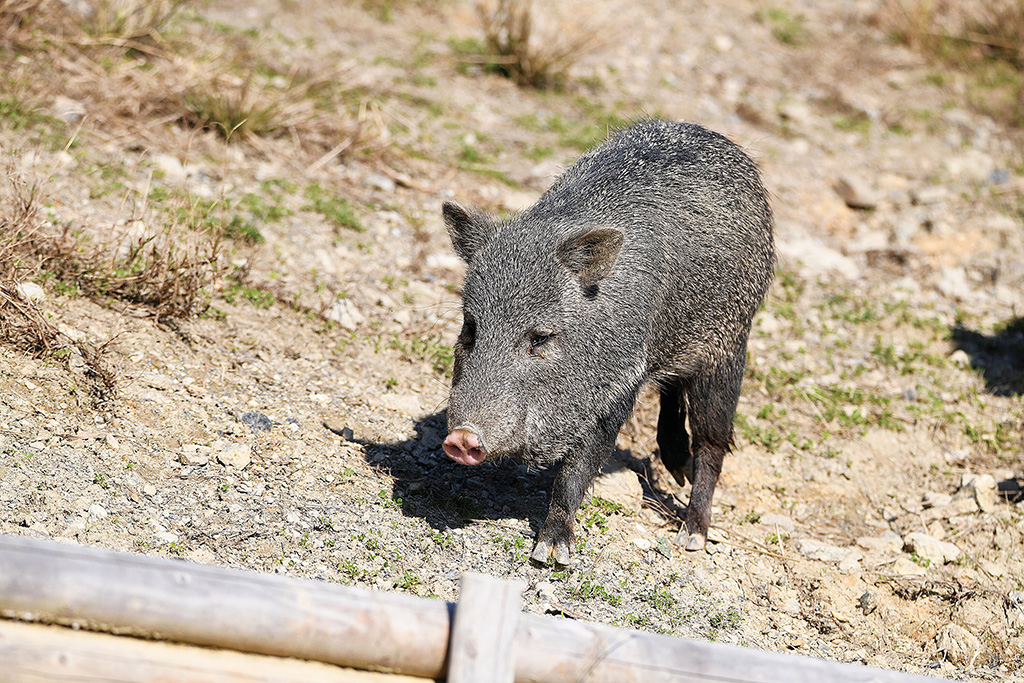 ヤギの展示場/クビワペッカリー/ごかつら池どうぶつパーク（三重県/多気町）