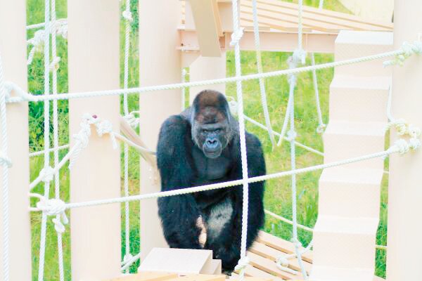 ニシゴリラ「シャバーニ（オス）」/東山動植物園（愛知県/名古屋市）