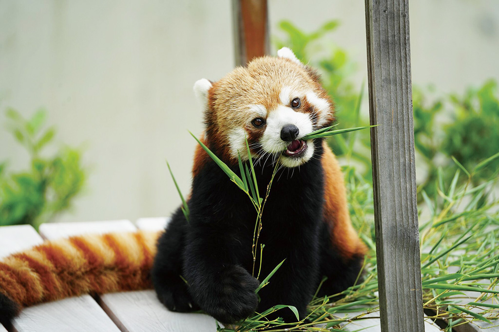 シセンレッサーパンダ「令（オス）」/東山動植物園（愛知県/名古屋市）