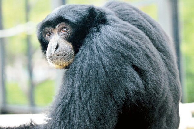 フクロテナガザル「ケイジ（オス）」/東山動植物園（愛知県/名古屋市）