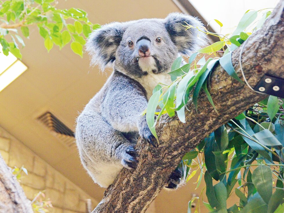 コアラ「りん（メス）」/東山動植物園（愛知県/名古屋市）