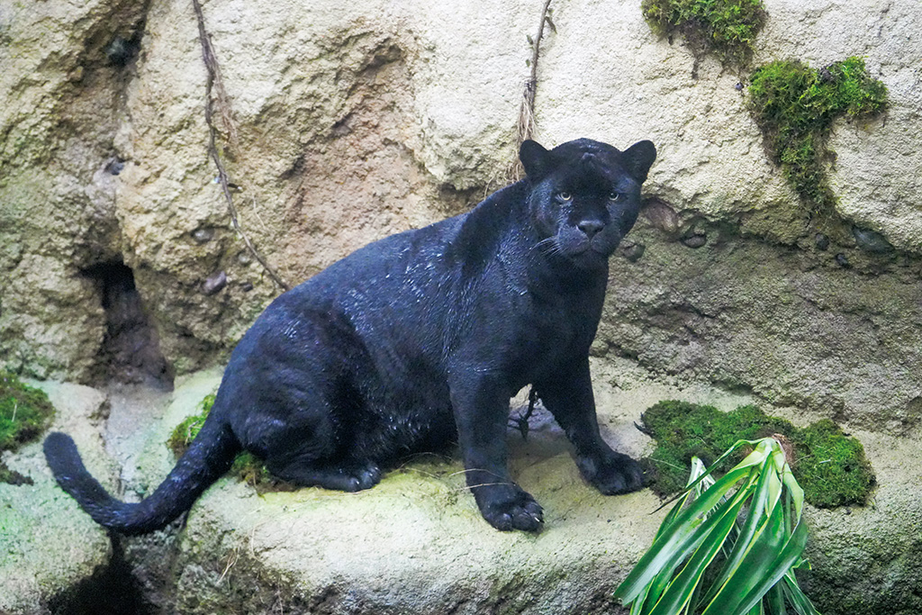 ジャガー/東山動植物園（愛知県/名古屋市）