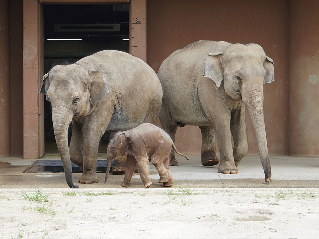 アジアゾウ/東山動植物園（愛知県/名古屋市）
