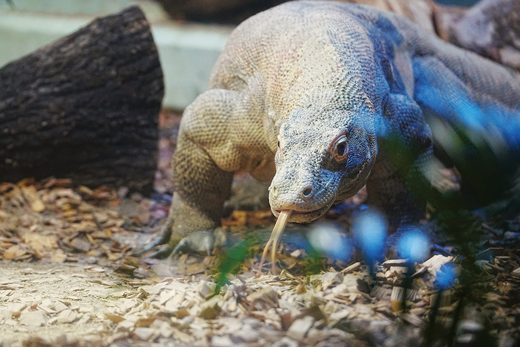 コモドオオトカゲ/東山動植物園（愛知県/名古屋市）