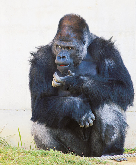 ニシゴリラ「シャバーニ（オス）」/東山動植物園（愛知県/名古屋市）