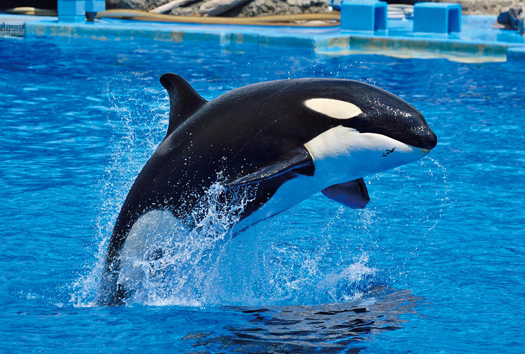 シャチ：リン（メス）　/名古屋港水族館（名古屋市/港区）