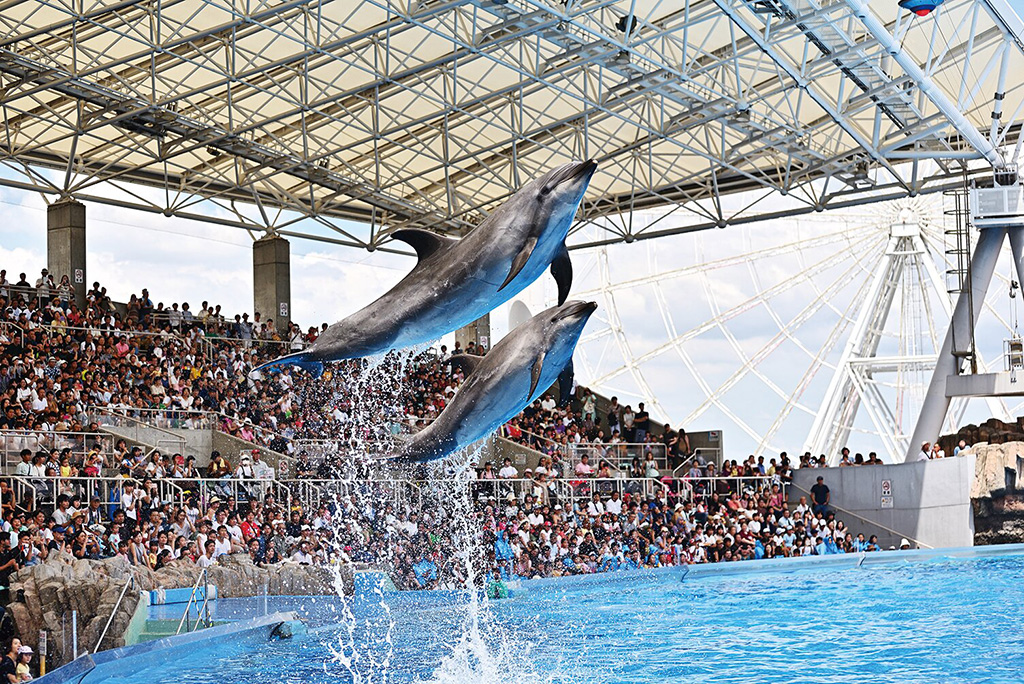 イルカ/名古屋港水族館（名古屋市/港区）