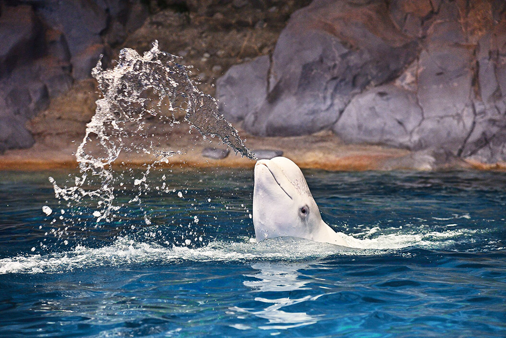 ベルーガ/名古屋港水族館（名古屋市/港区）